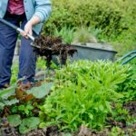 turps koduaias rohepööre orgaaniline väetis