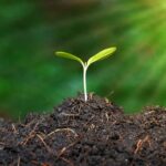 mis on huumus turps mullaparandaja