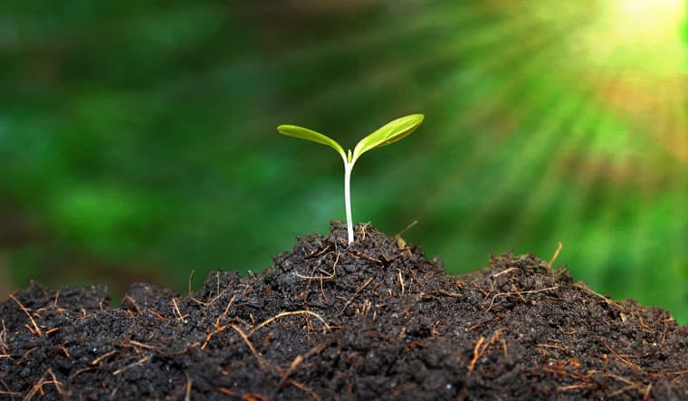 mis on huumus turps mullaparandaja