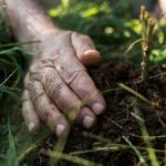 mullaviljakuse taastamine turps