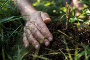 mullaviljakuse taastamine turps