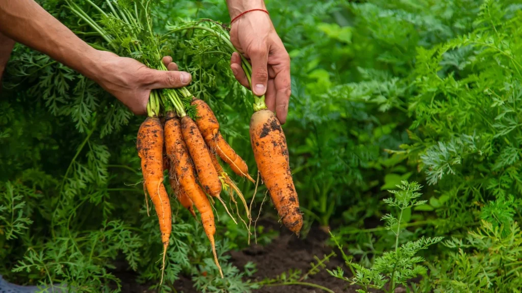 orgaaniline turps mullaparandaja