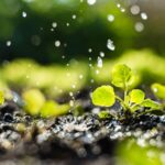 parim kevadväetis on turps