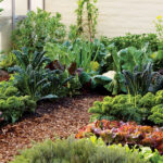 pikatoimeline-väetis-turps