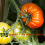 tomatite väetis turps