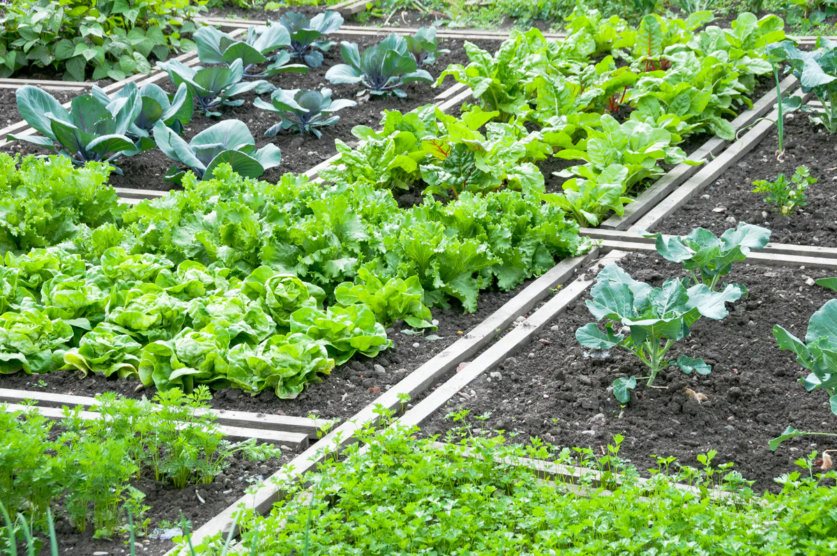 turps-mullaparandaja