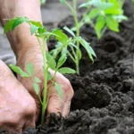 turpsimine mullaviljakuse parandamine