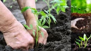 turpsimine mullaviljakuse parandamine