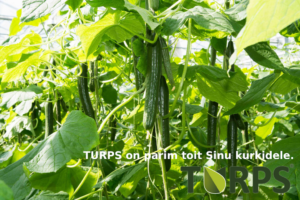 kurkide väetamine turps