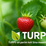 maasikate väetamine turps