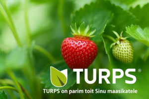 maasikate väetamine turps