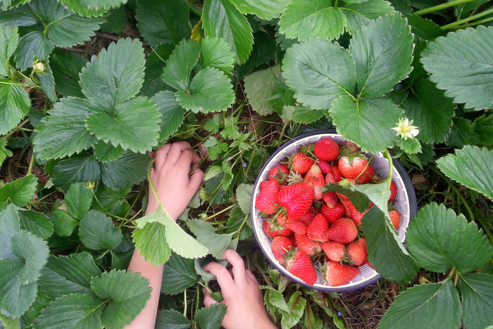 kurkide väetamine ja kastmine maasikate väetamine turpsimine