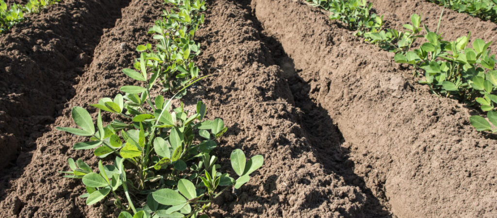 eesti mulla viljakus turps eesti mulla viljakus turps