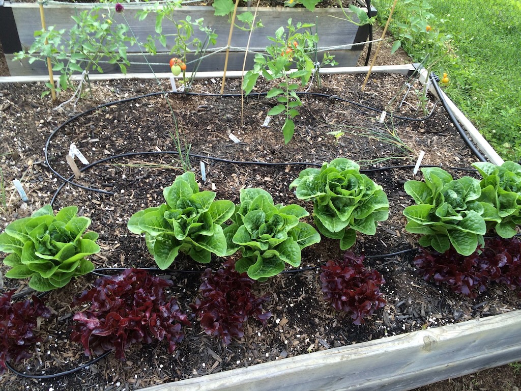 eesti külvikalender