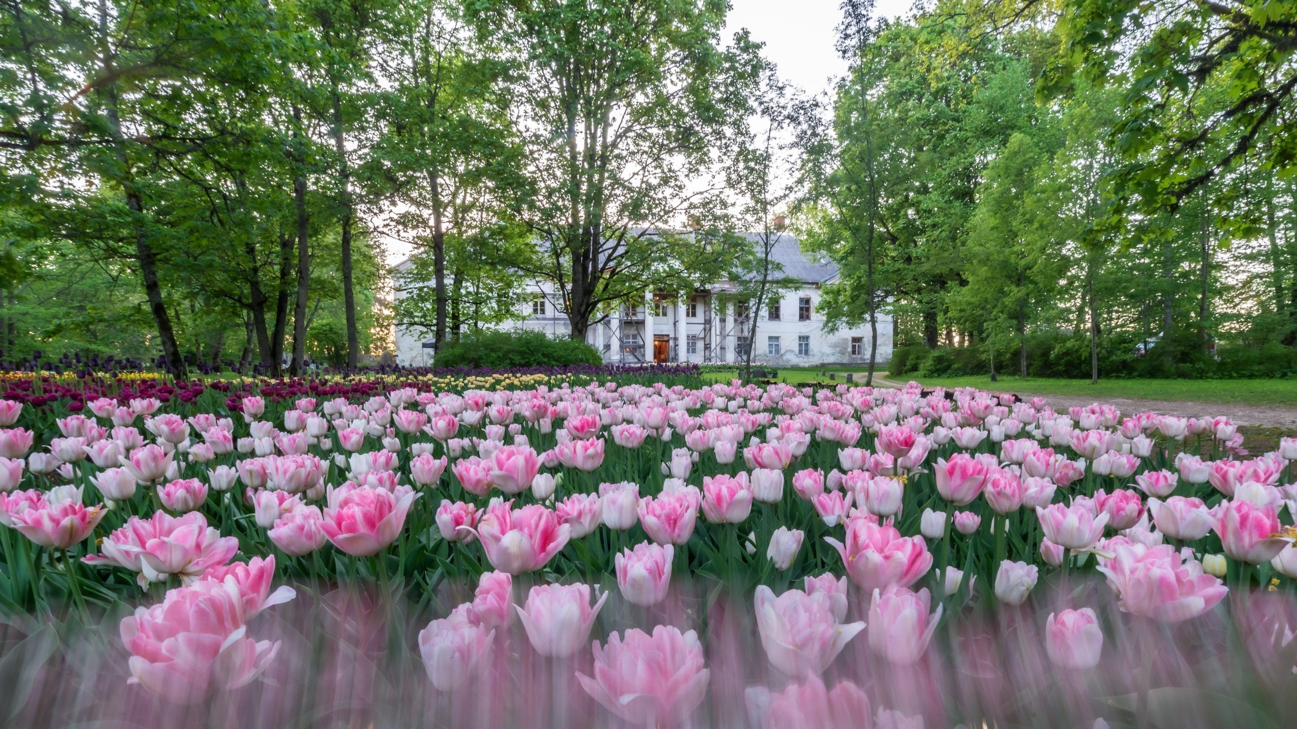 turps mullaparandaja maamess 2025 kirna mõis tulbid turps