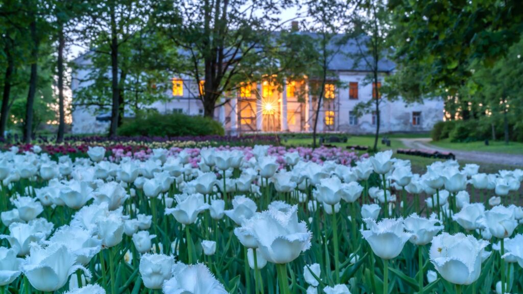 kirna mõis tulbifestival turps. mullaparandaja lilledele