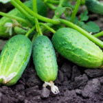 kurkide kasvatamine väetamine kastmine turps