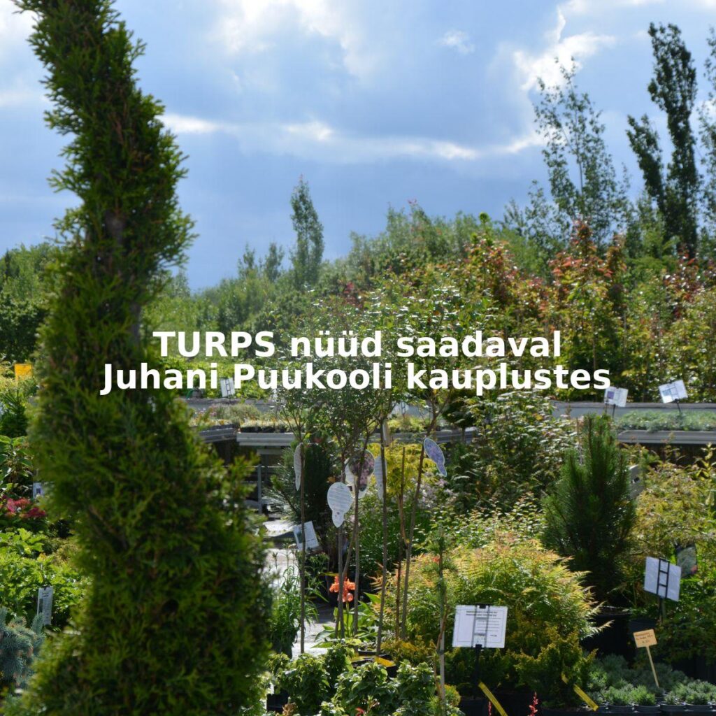 turps saadaval juhani puukool