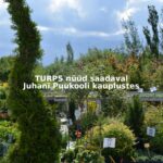 turps saadaval juhani puukool